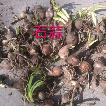 石蒜自家苗圃大量供应，量大从优，价格美丽，保质保量