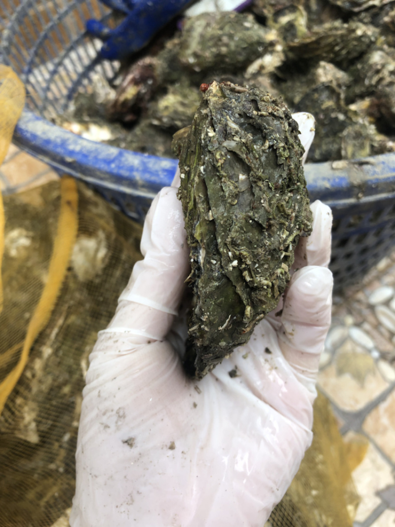 广东湛江福建乳山生蚝牡蛎肉海蛎子批发烧烤
