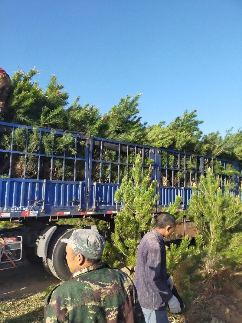 两米五油松及各种规格油松，油松杯苗大量出售