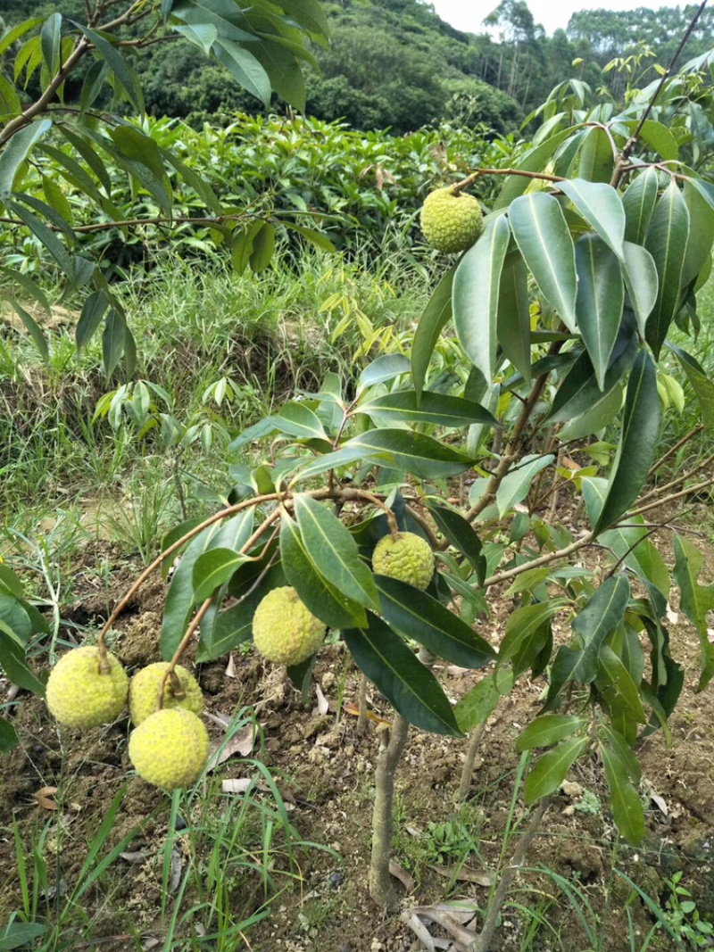 广西正品嫁接荔枝苗无核荔枝桂味妃子笑糯米糍