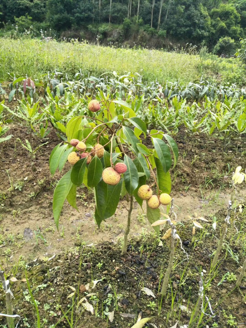 广西正品嫁接荔枝苗无核荔枝桂味妃子笑糯米糍