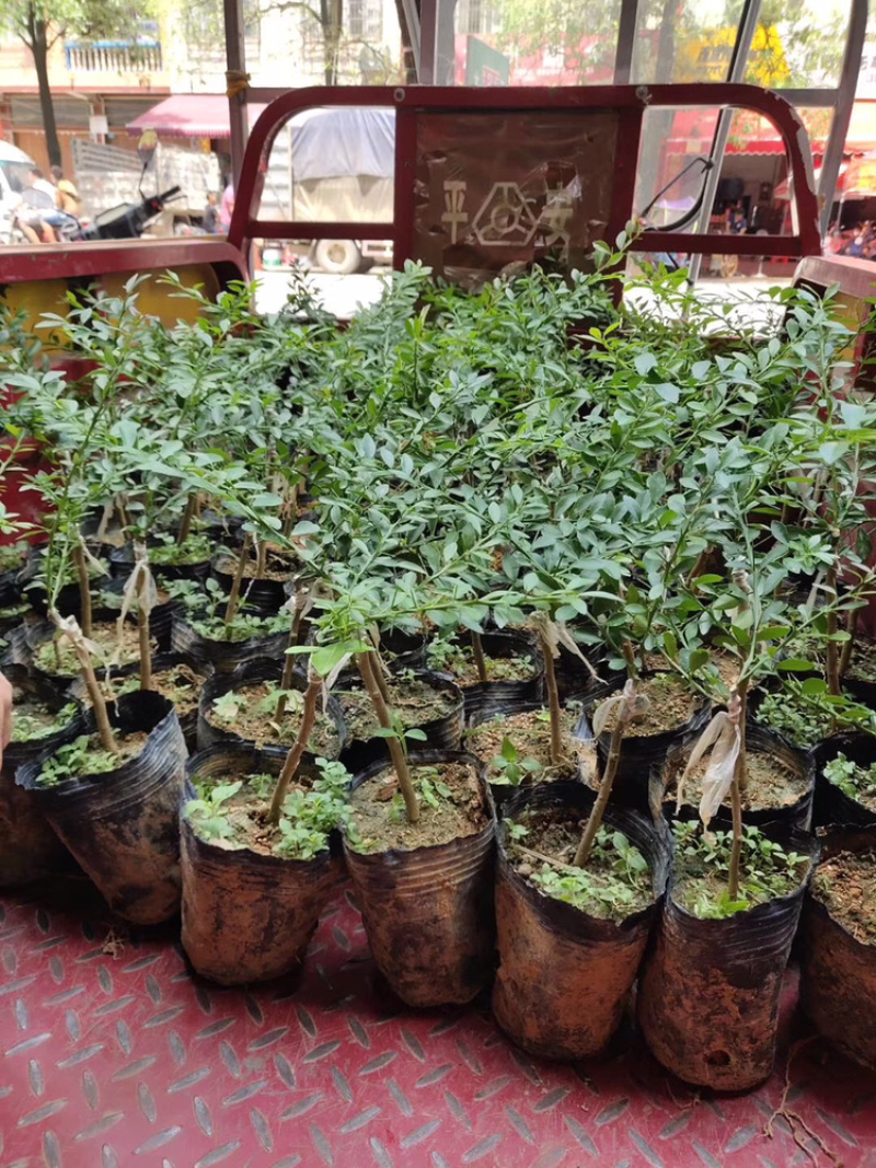 广西正品嫁接澳洲手指血柠檬苗