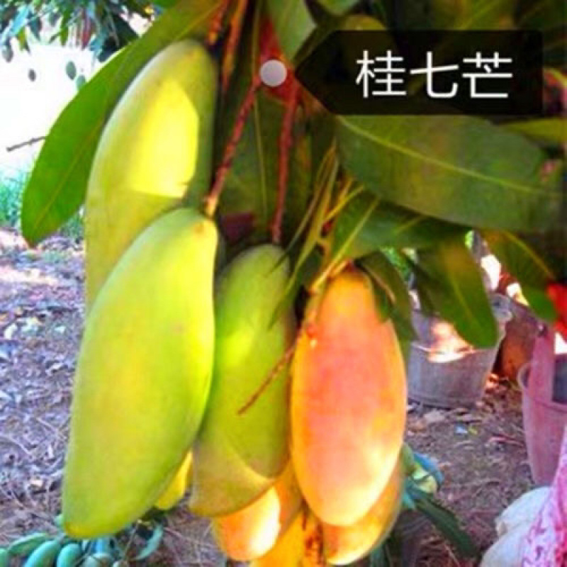 正品广西嫁接芒果苗金煌桂七台农红贵妃像牙带土带叶