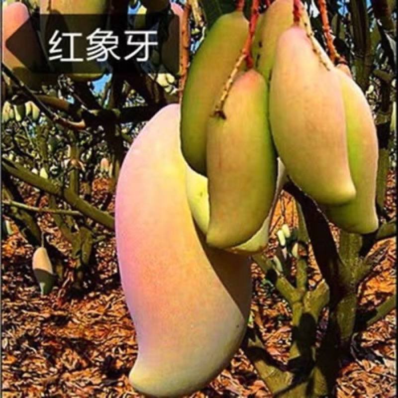 正品广西嫁接芒果苗金煌桂七台农红贵妃像牙带土带叶
