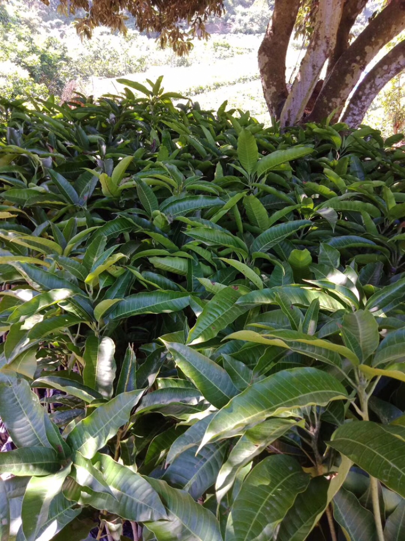 正品广西嫁接芒果苗金煌桂七台农红贵妃像牙带土带叶