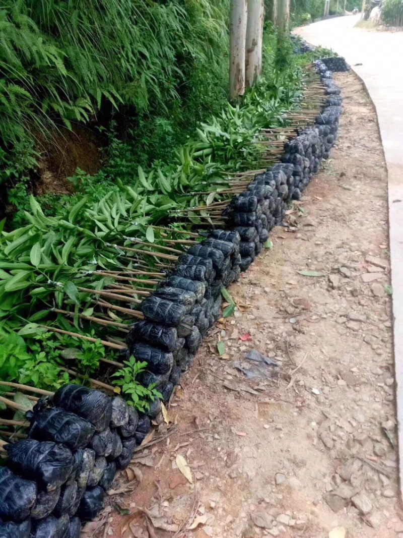 正品广西嫁接芒果苗金煌桂七台农红贵妃像牙带土带叶