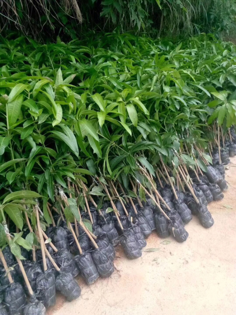 正品广西嫁接芒果苗金煌桂七台农红贵妃像牙带土带叶