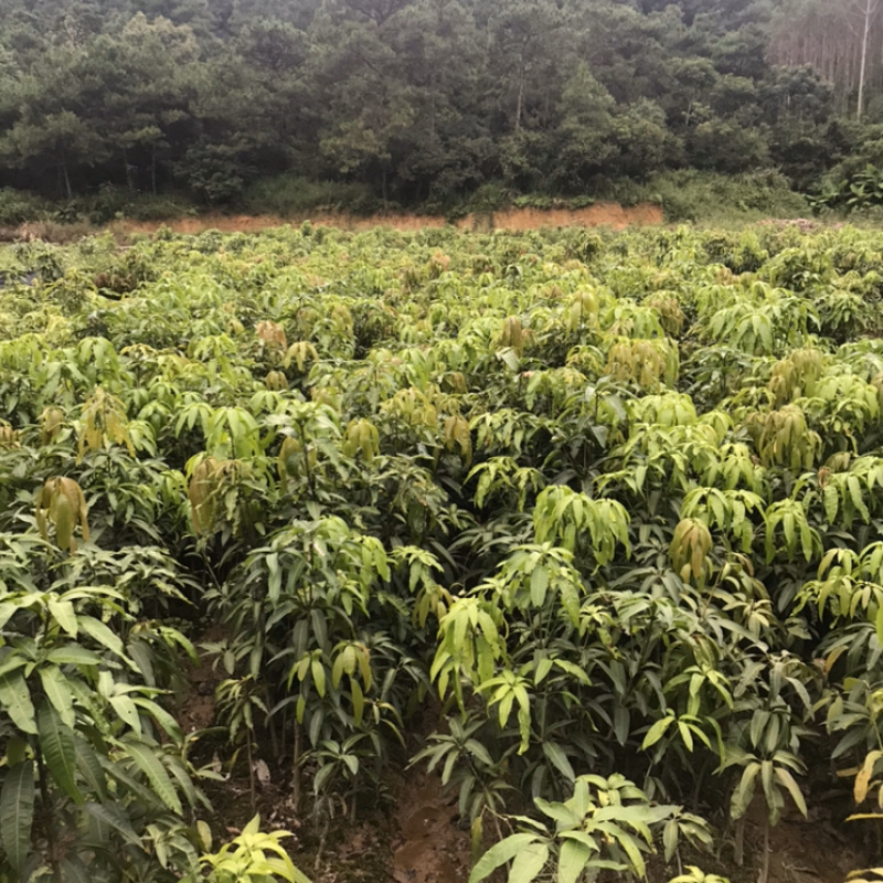 正品广西嫁接芒果苗金煌桂七台农红贵妃像牙带土带叶