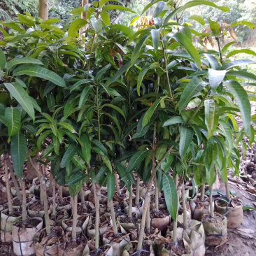 正品广西嫁接芒果苗金煌桂七台农红贵妃像牙带土带叶