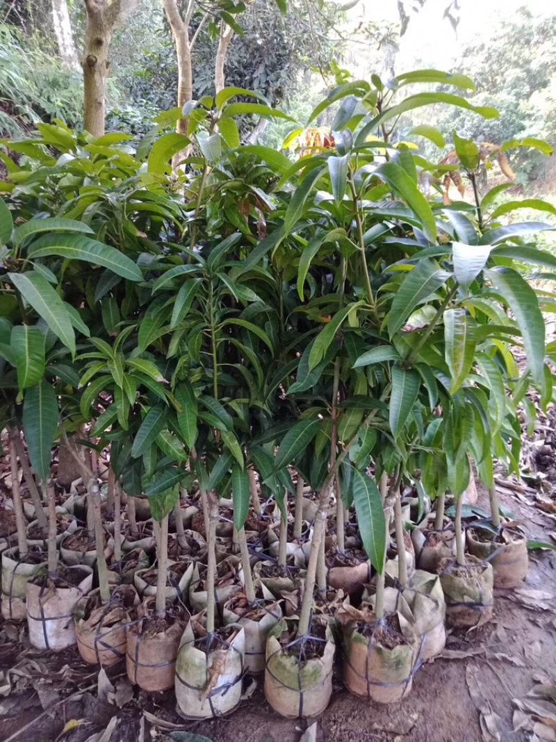 正品广西嫁接芒果苗金煌桂七台农红贵妃像牙带土带叶