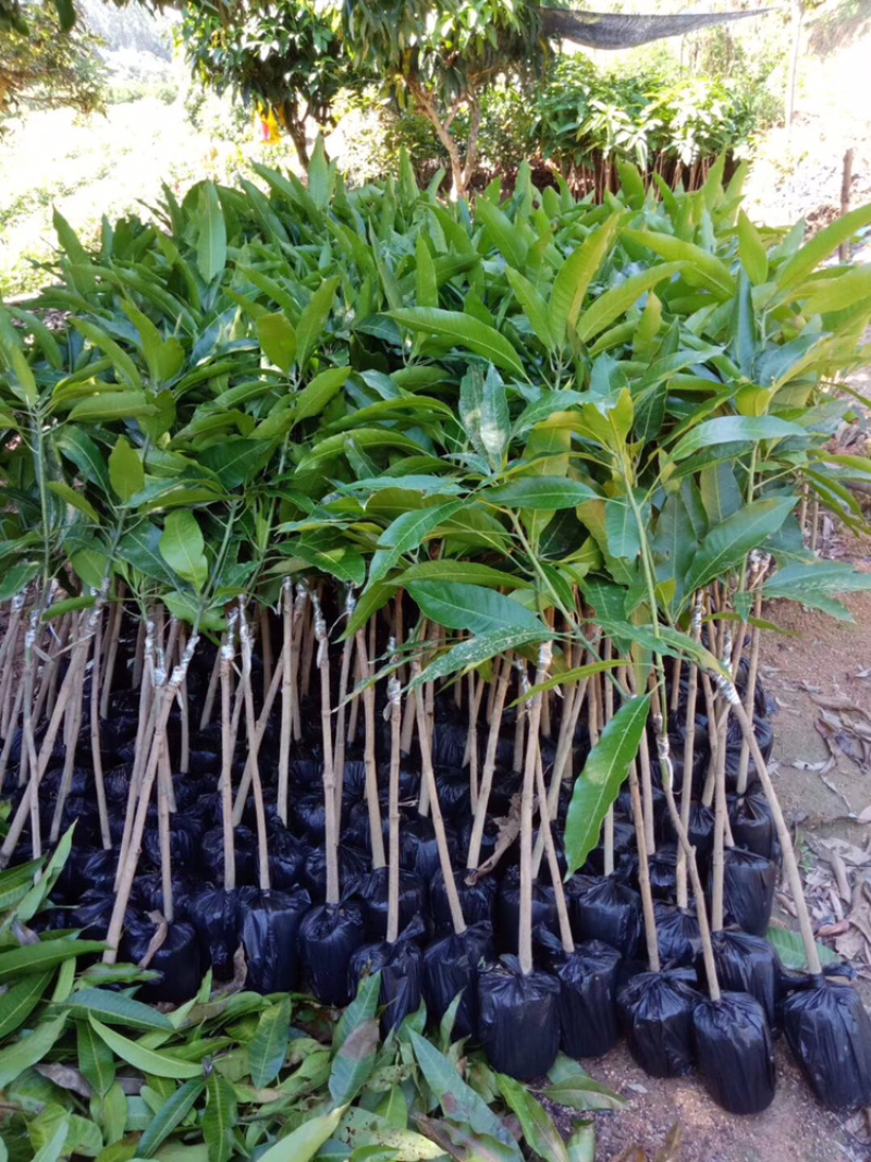 正品广西嫁接芒果苗金煌桂七台农红贵妃像牙带土带叶