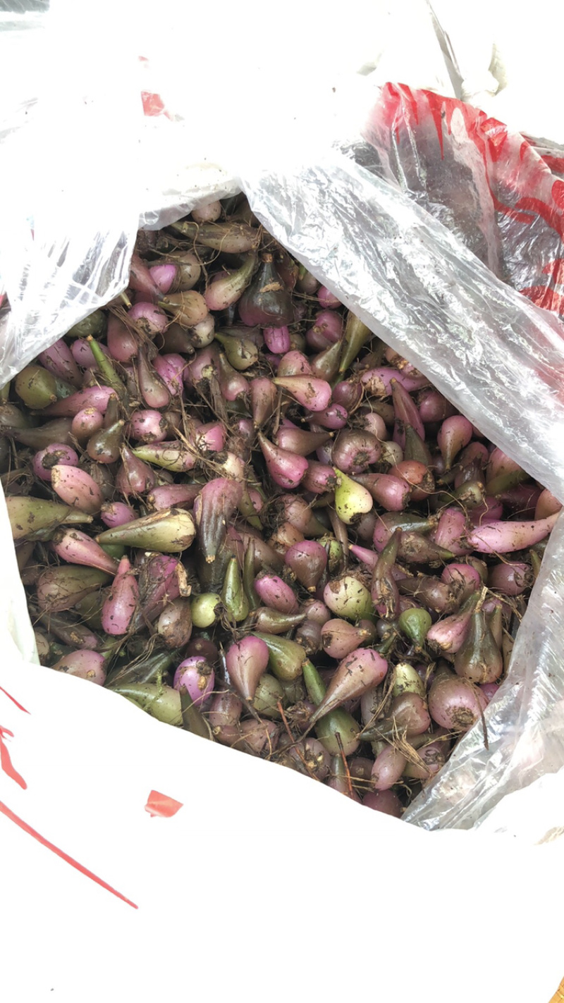 毛茨菇冰球子独蒜兰
