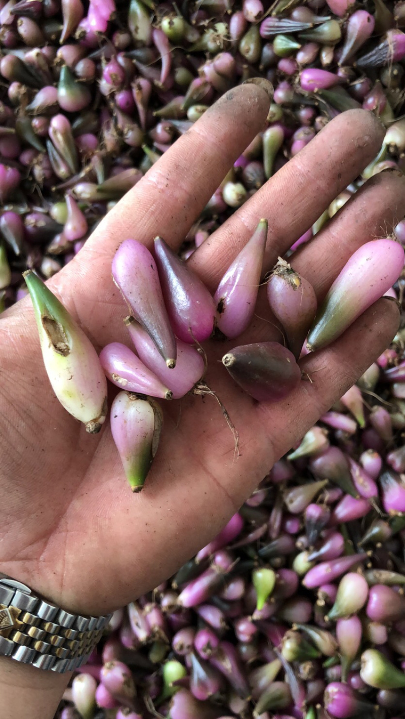 毛茨菇冰球子独蒜兰