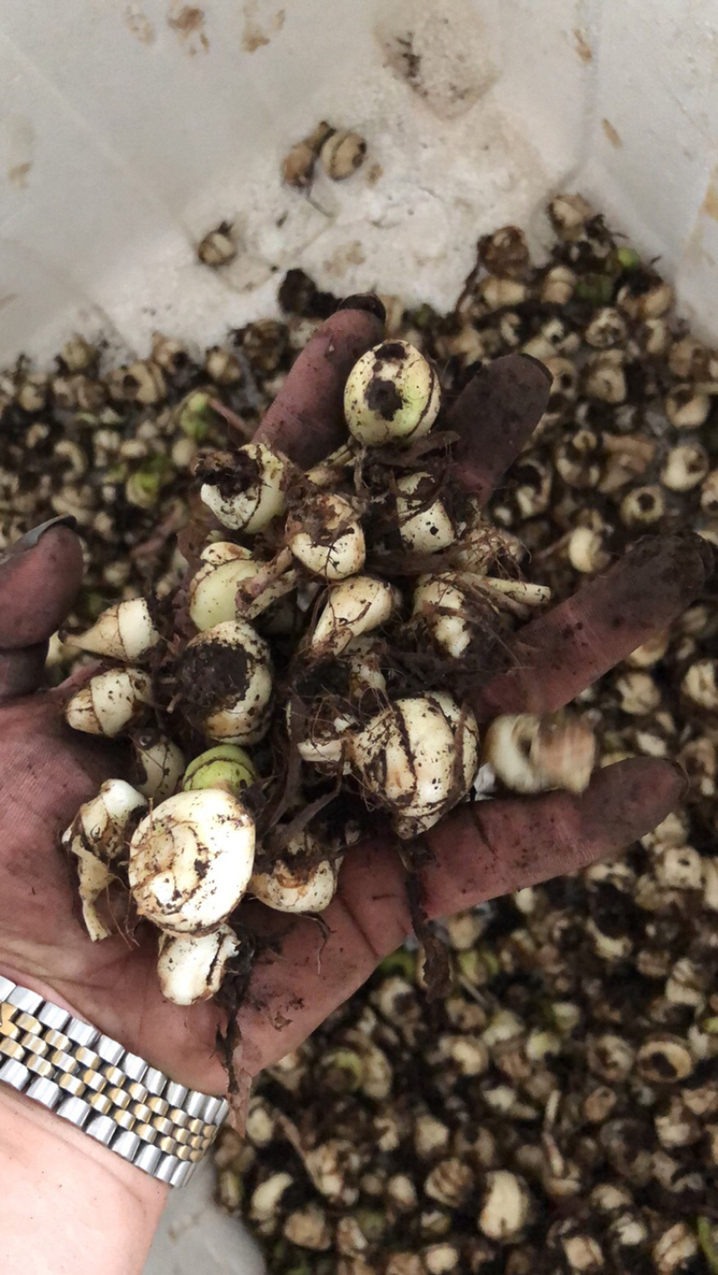 毛茨菇冰球子独蒜兰
