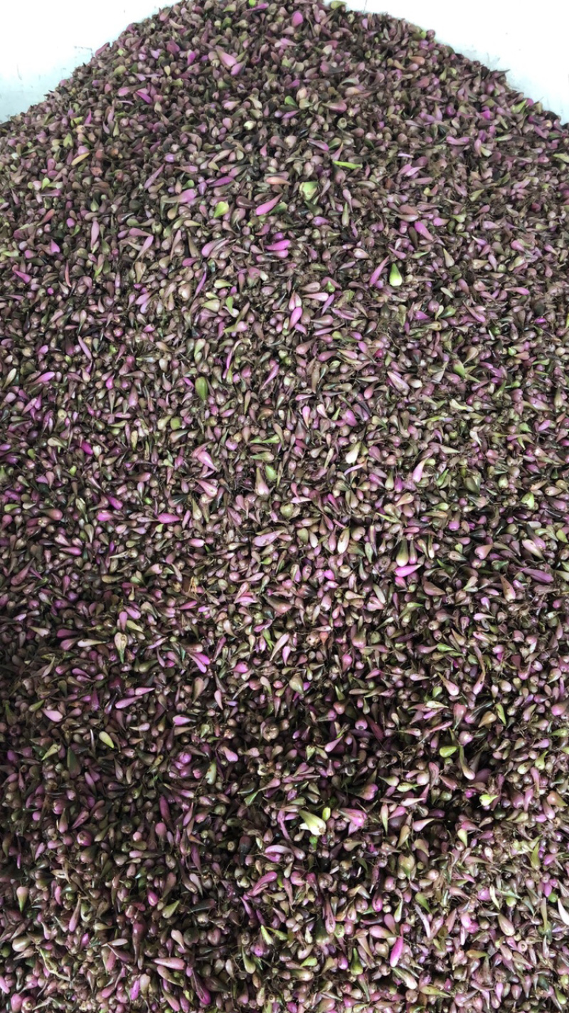 毛茨菇冰球子独蒜兰