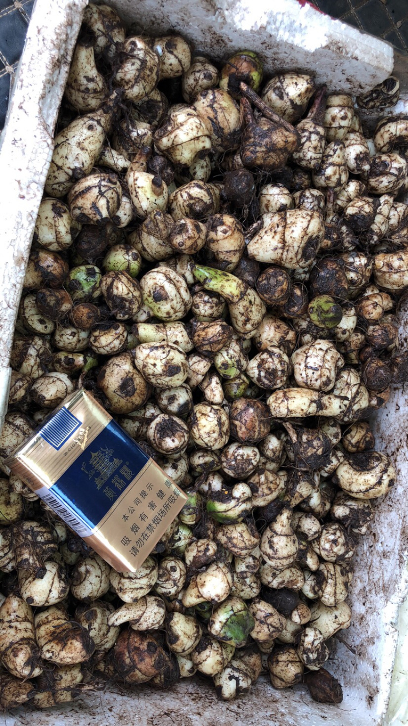 毛茨菇冰球子独蒜兰