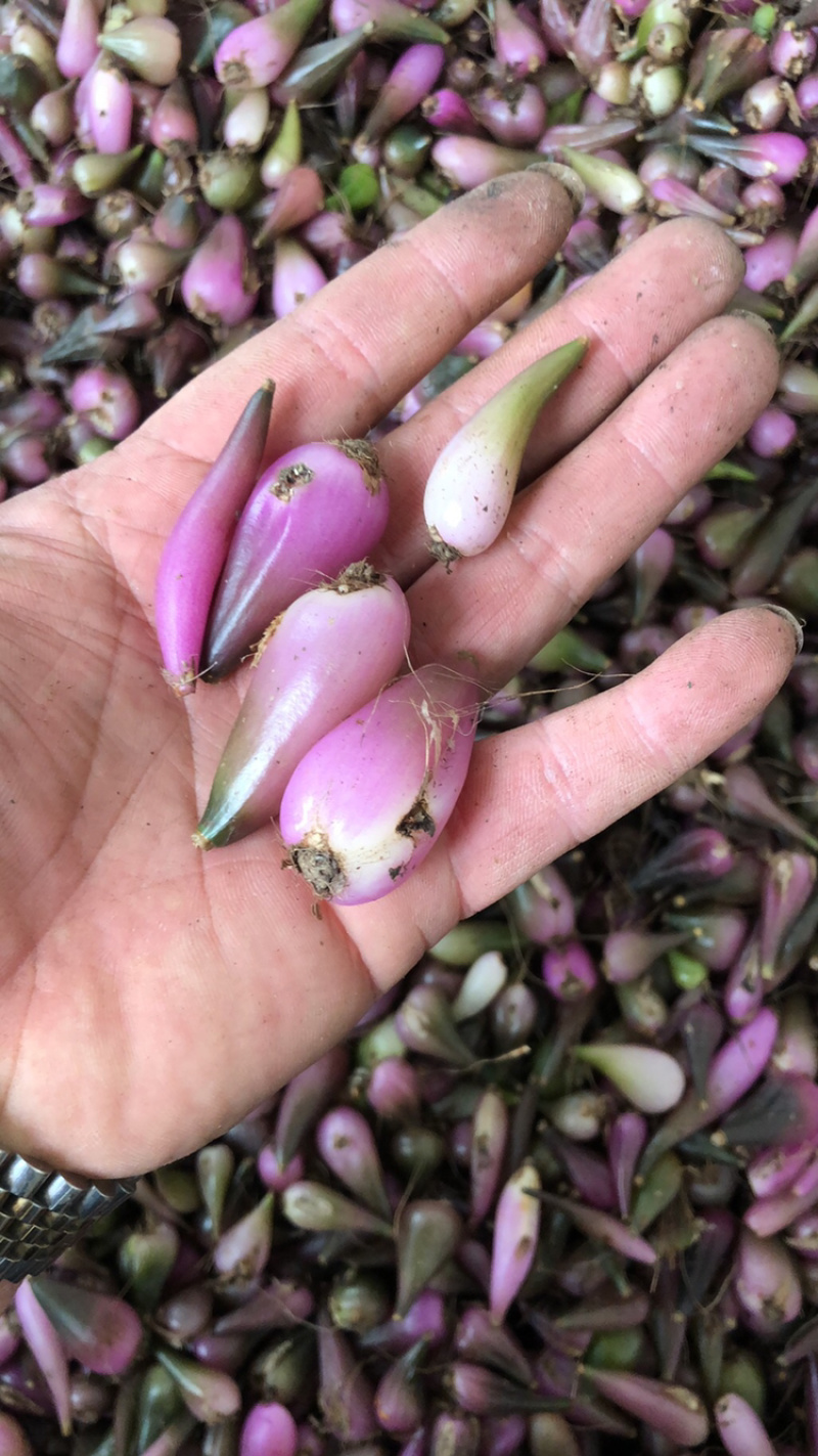 毛茨菇冰球子独蒜兰