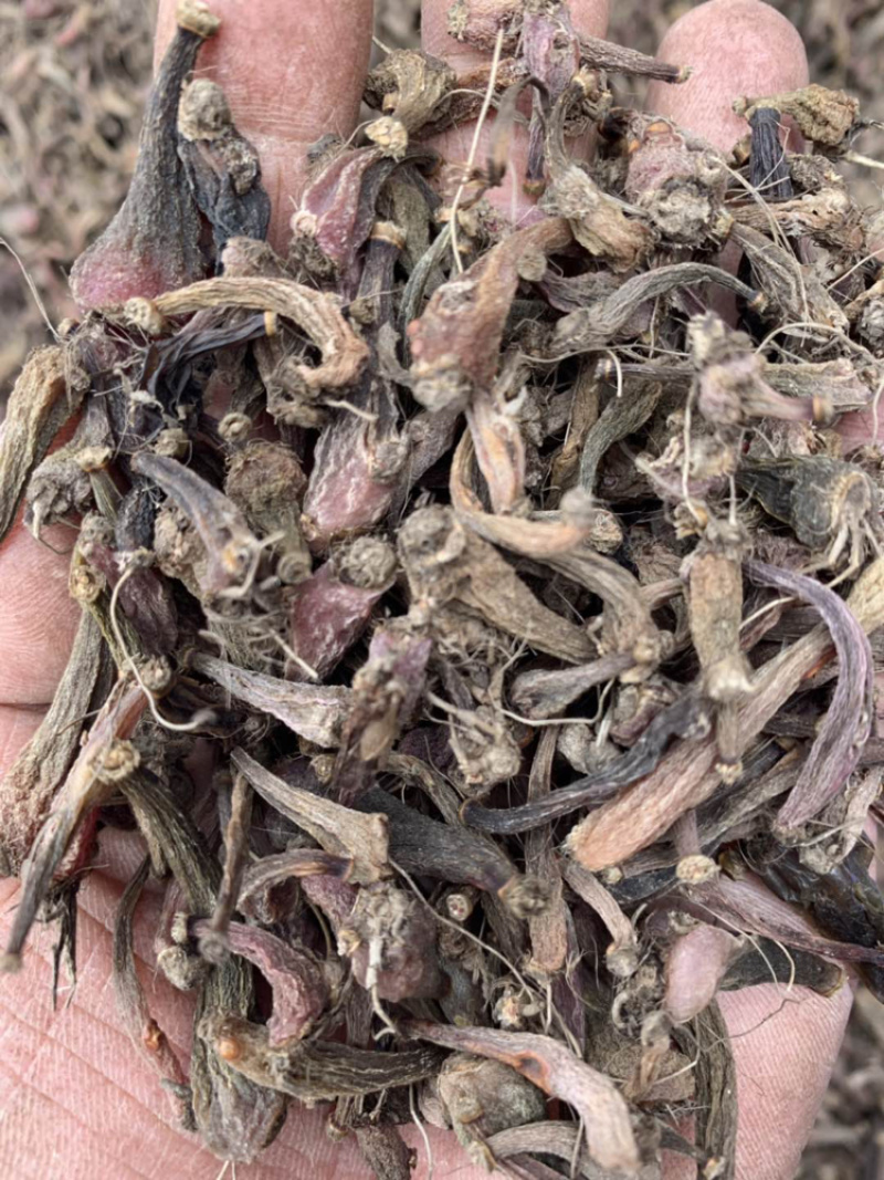 毛茨菇冰球子独蒜兰