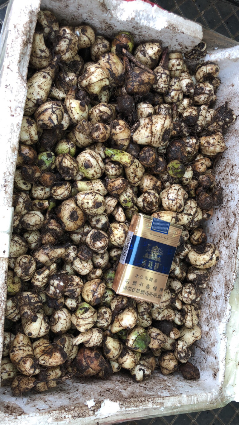 毛茨菇冰球子独蒜兰