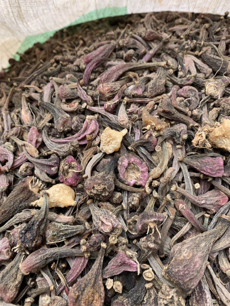 毛茨菇冰球子独蒜兰