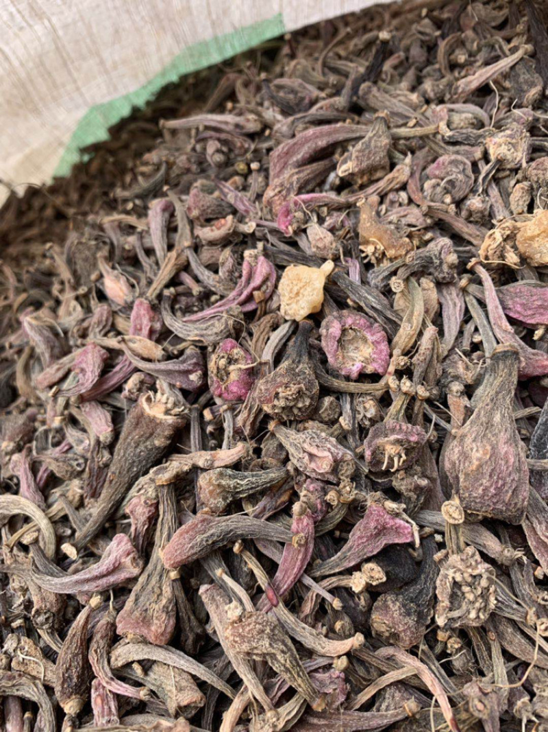 毛茨菇冰球子独蒜兰
