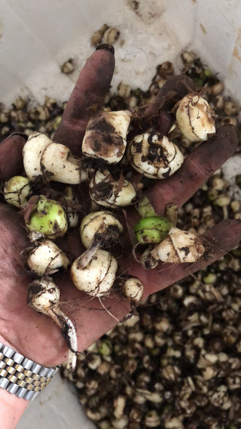 毛茨菇冰球子独蒜兰