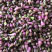 毛茨菇冰球子独蒜兰