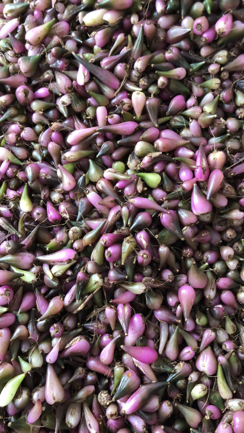 毛茨菇冰球子独蒜兰