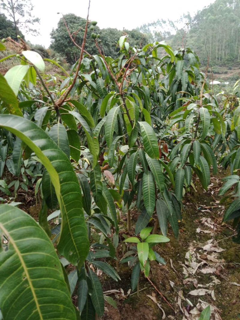 正品广西嫁接芒果苗金煌桂七台农红贵妃像牙带土带叶