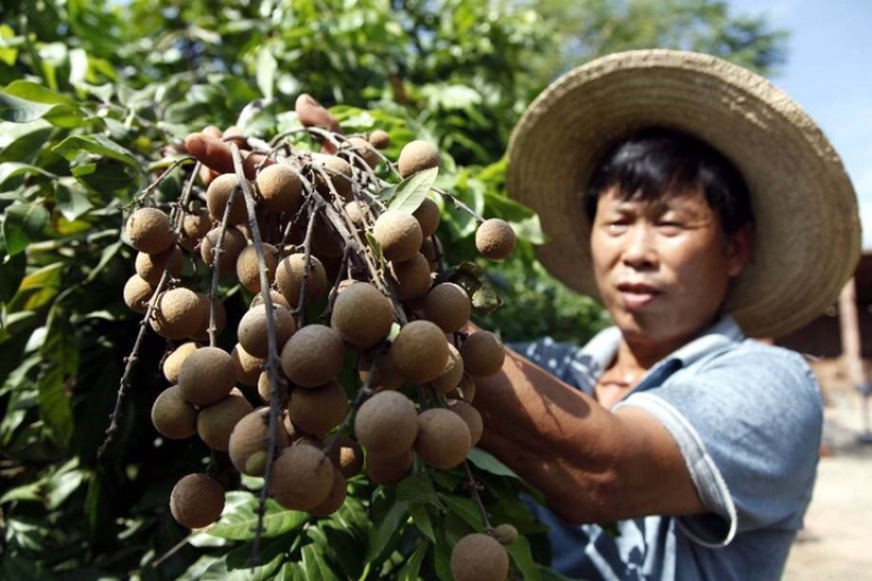 正品广西嫁接龙眼树苗石硖红皮龙眼储良四季无核龙眼