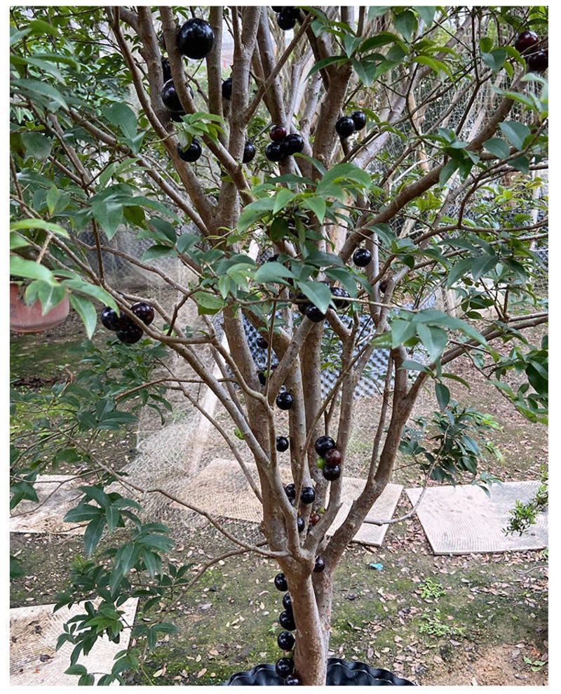 广西正品嘉宝果树葡萄苗四季沙巴艾斯卡保证品种