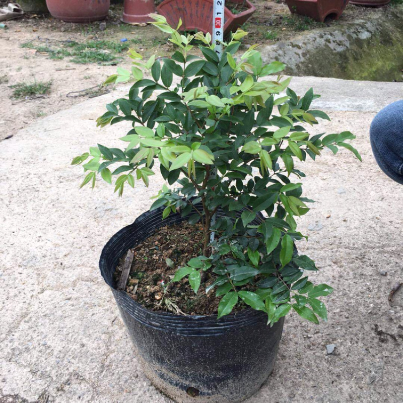 广西正品嘉宝果树葡萄苗四季沙巴艾斯卡保证品种