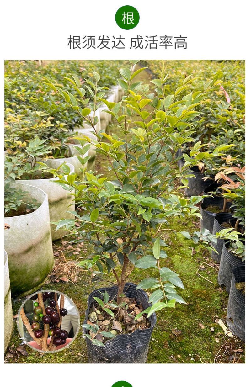 广西正品嘉宝果树葡萄苗四季沙巴艾斯卡保证品种