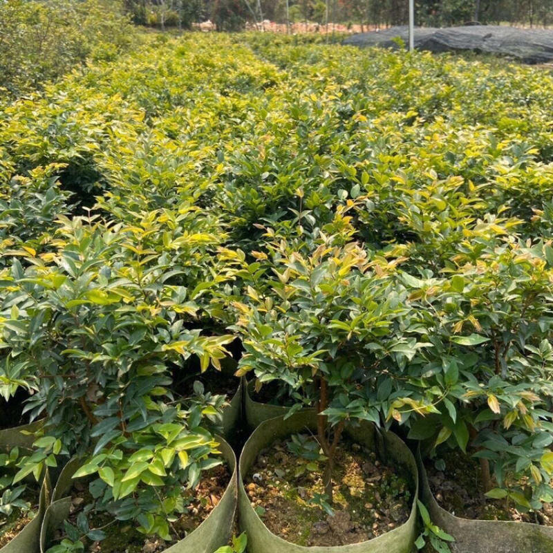 广西正品嘉宝果树葡萄苗四季沙巴艾斯卡保证品种