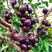 广西正品嘉宝果树葡萄苗四季沙巴艾斯卡保证品种