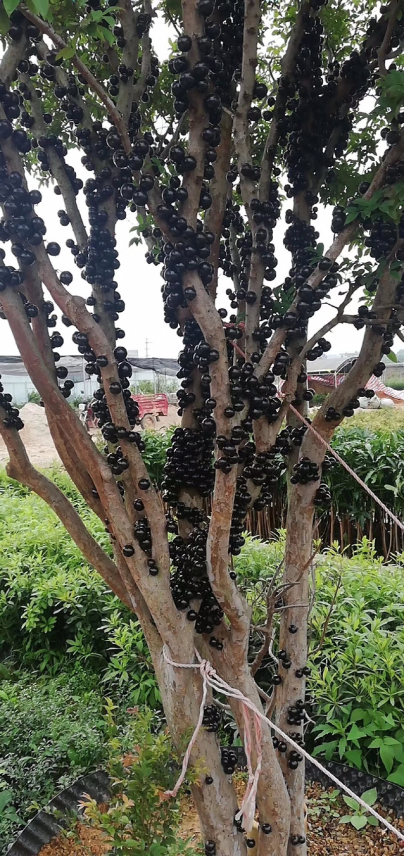 广西正品嘉宝果树葡萄苗四季沙巴艾斯卡保证品种