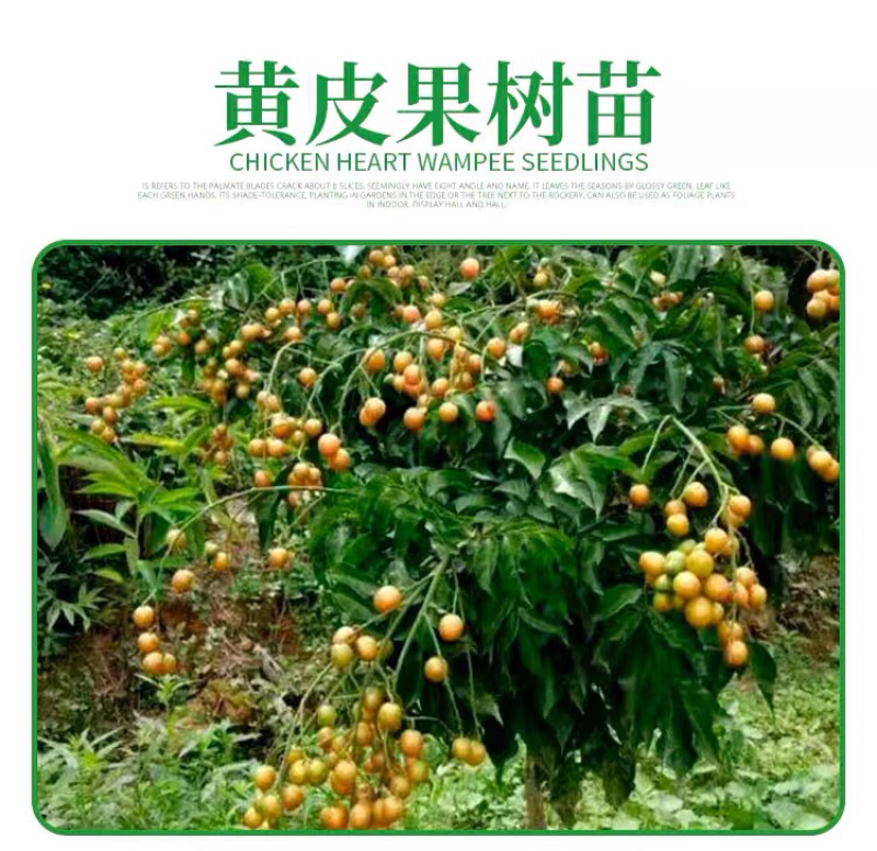 正品广西嫁接黄皮苗黑黄皮贵妃鸡心紫色黄皮苗