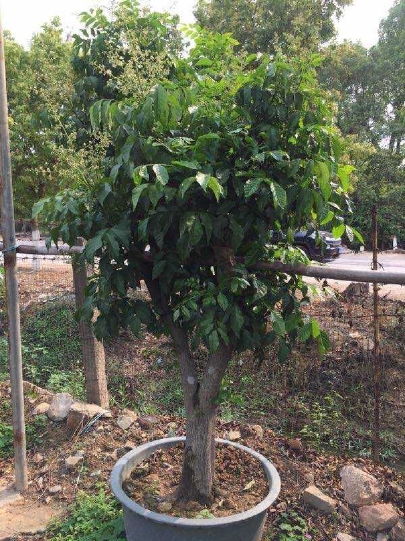 正品广西嫁接黄皮苗黑黄皮贵妃鸡心紫色黄皮苗