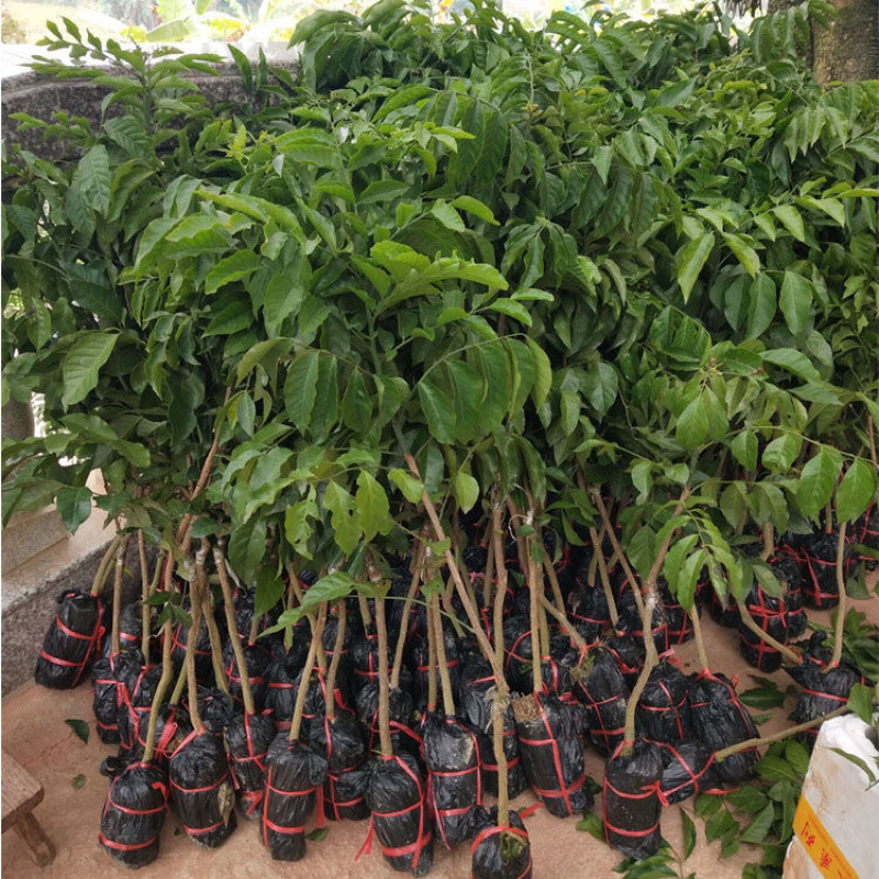 正品广西嫁接黄皮苗黑黄皮贵妃鸡心紫色黄皮苗