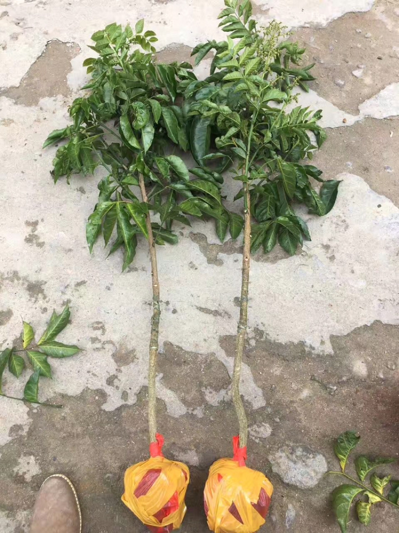 正品广西嫁接黄皮苗黑黄皮贵妃鸡心紫色黄皮苗