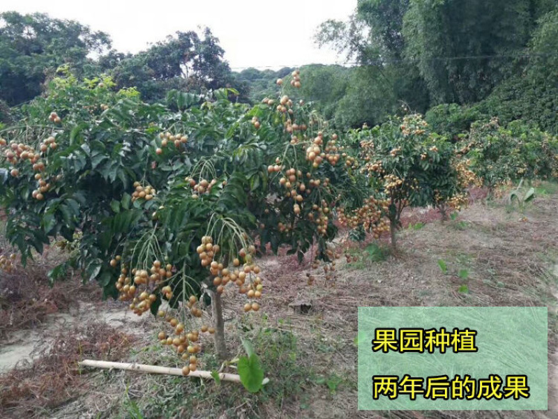 正品广西嫁接黄皮苗黑黄皮贵妃鸡心紫色黄皮苗