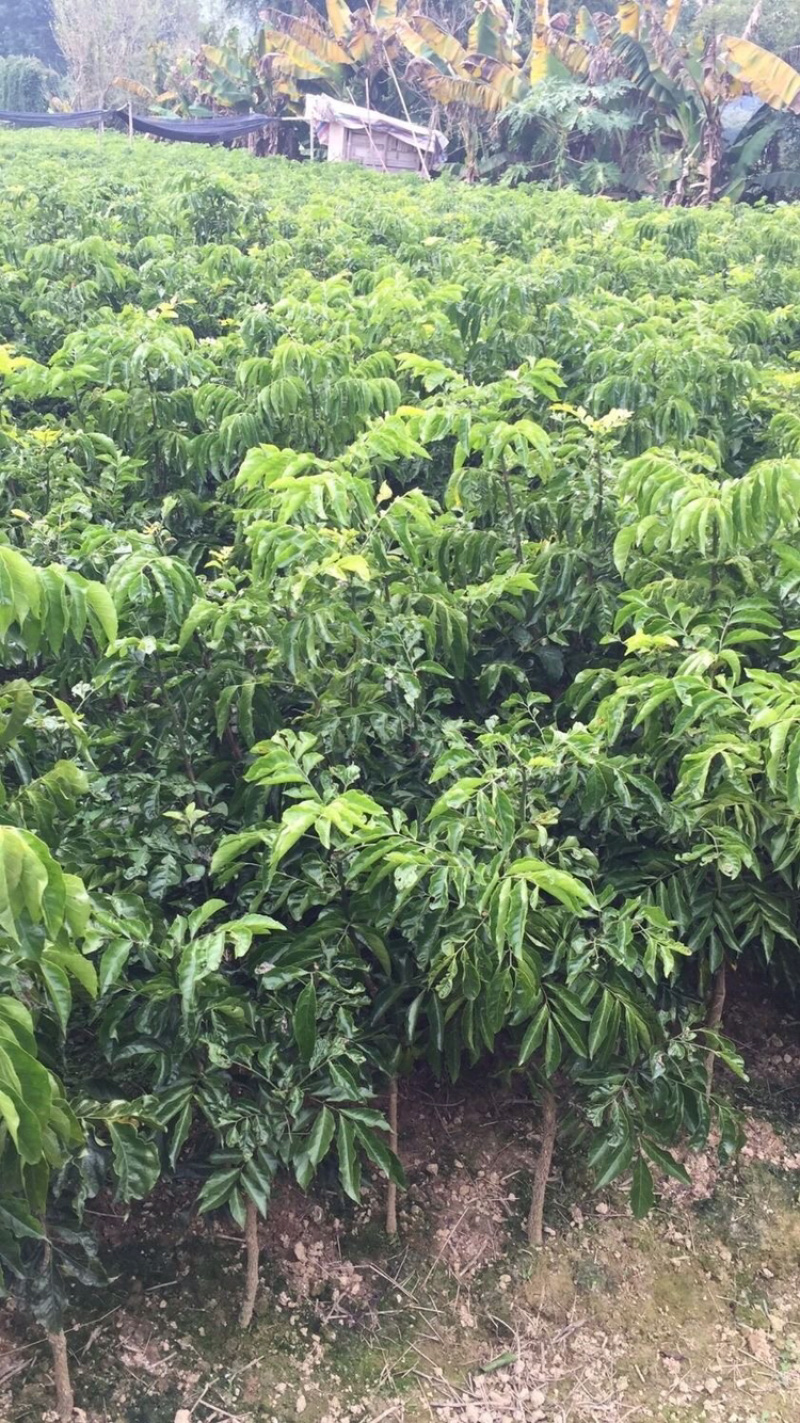 正品广西嫁接黄皮苗黑黄皮贵妃鸡心紫色黄皮苗