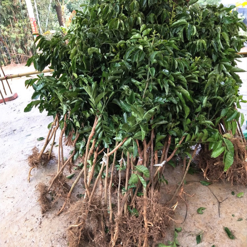 正品广西嫁接黄皮苗黑黄皮贵妃鸡心紫色黄皮苗