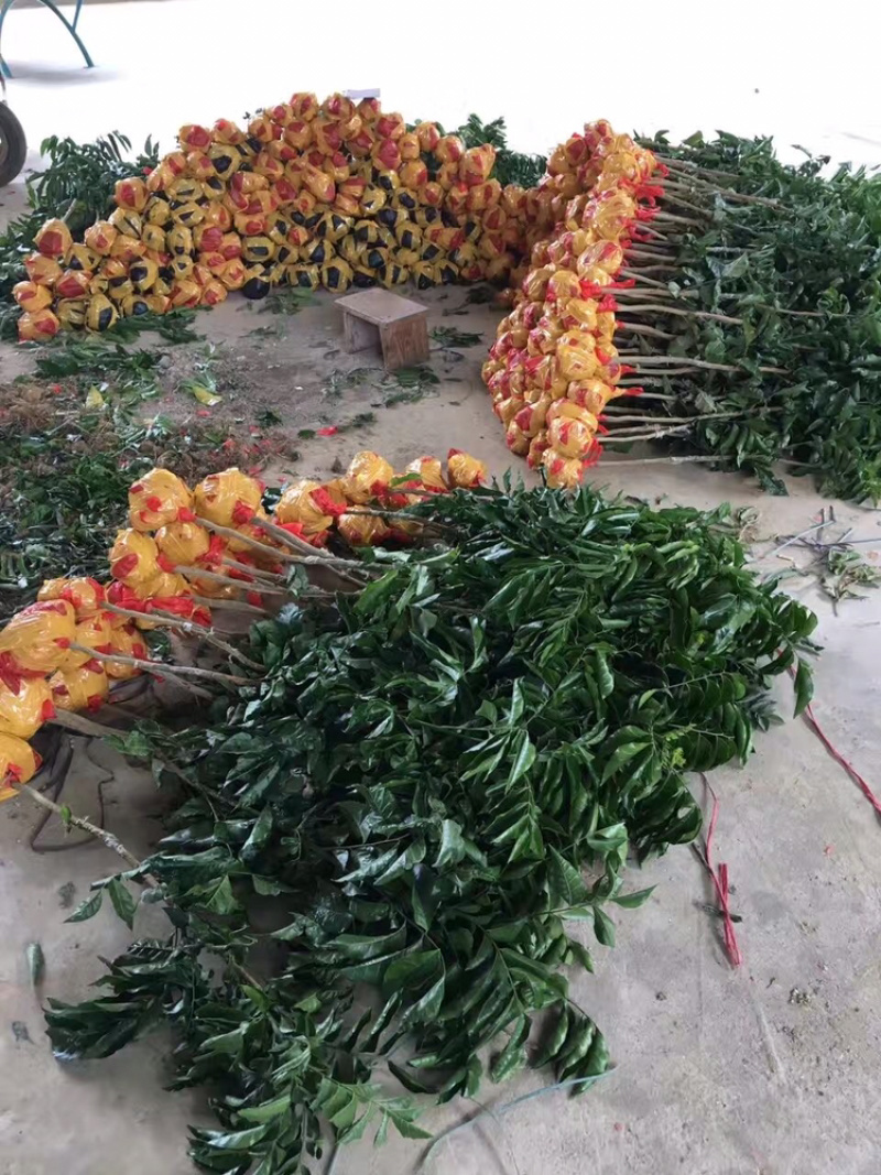 正品广西嫁接黄皮苗黑黄皮贵妃鸡心紫色黄皮苗