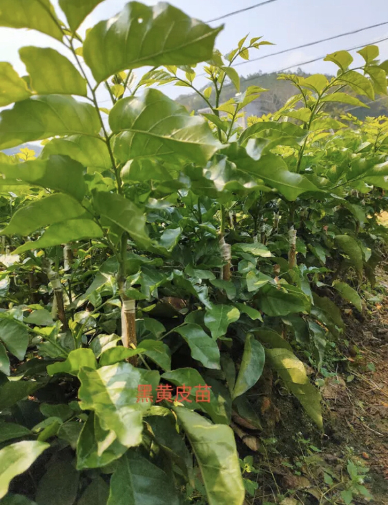正品广西嫁接黄皮苗黑黄皮贵妃鸡心紫色黄皮苗