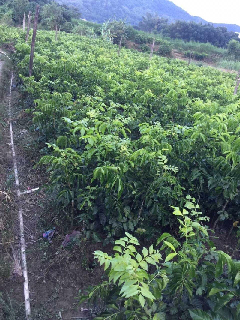 正品广西嫁接黄皮苗黑黄皮贵妃鸡心紫色黄皮苗