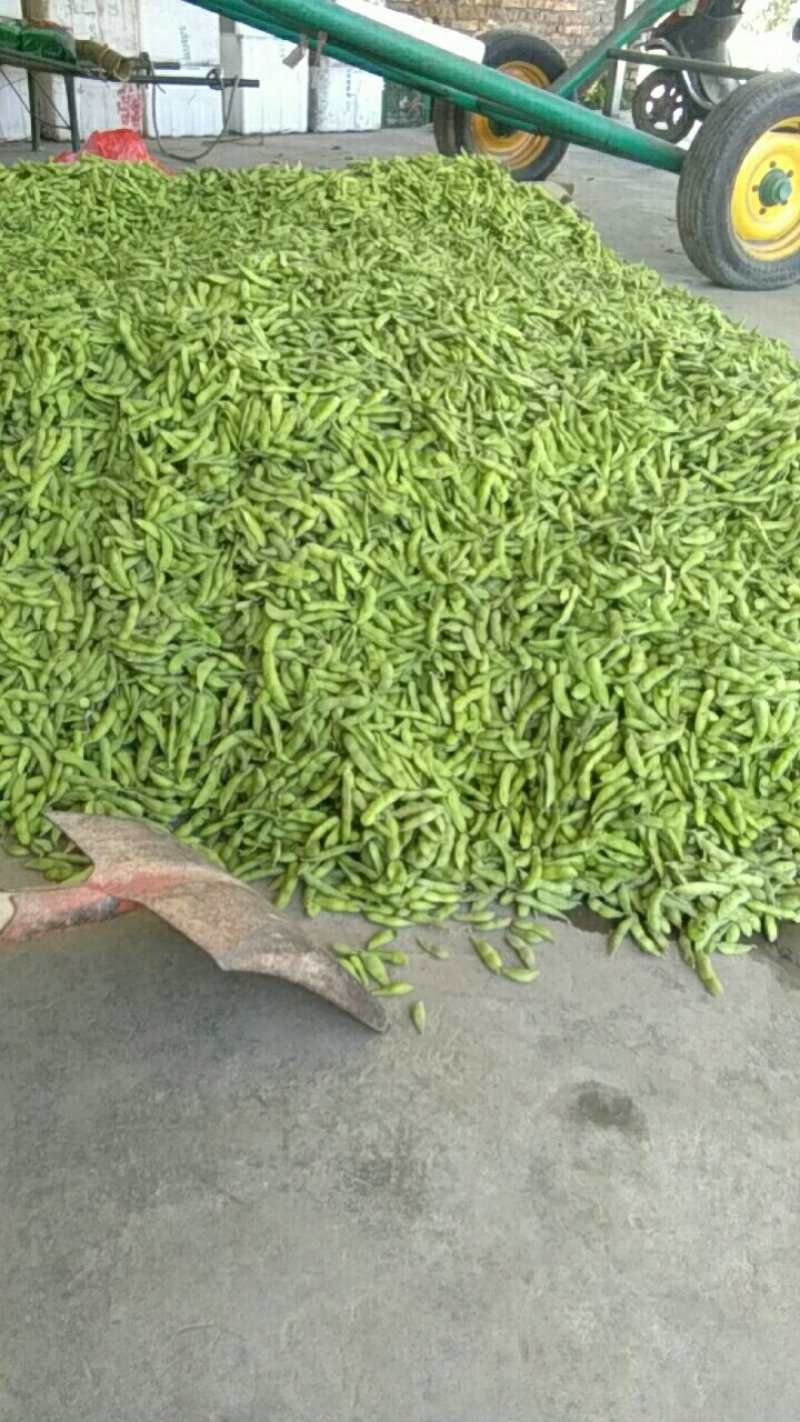 好毛豆好赚钱，基地直供，质量保证，诚信合作，供货期长