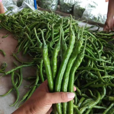 精品线椒大量供货，代发全国，万亩基地，诚信经营。