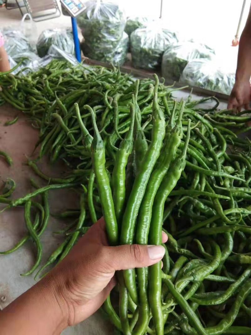 精品线椒大量供货，代发全国，万亩基地，诚信经营。