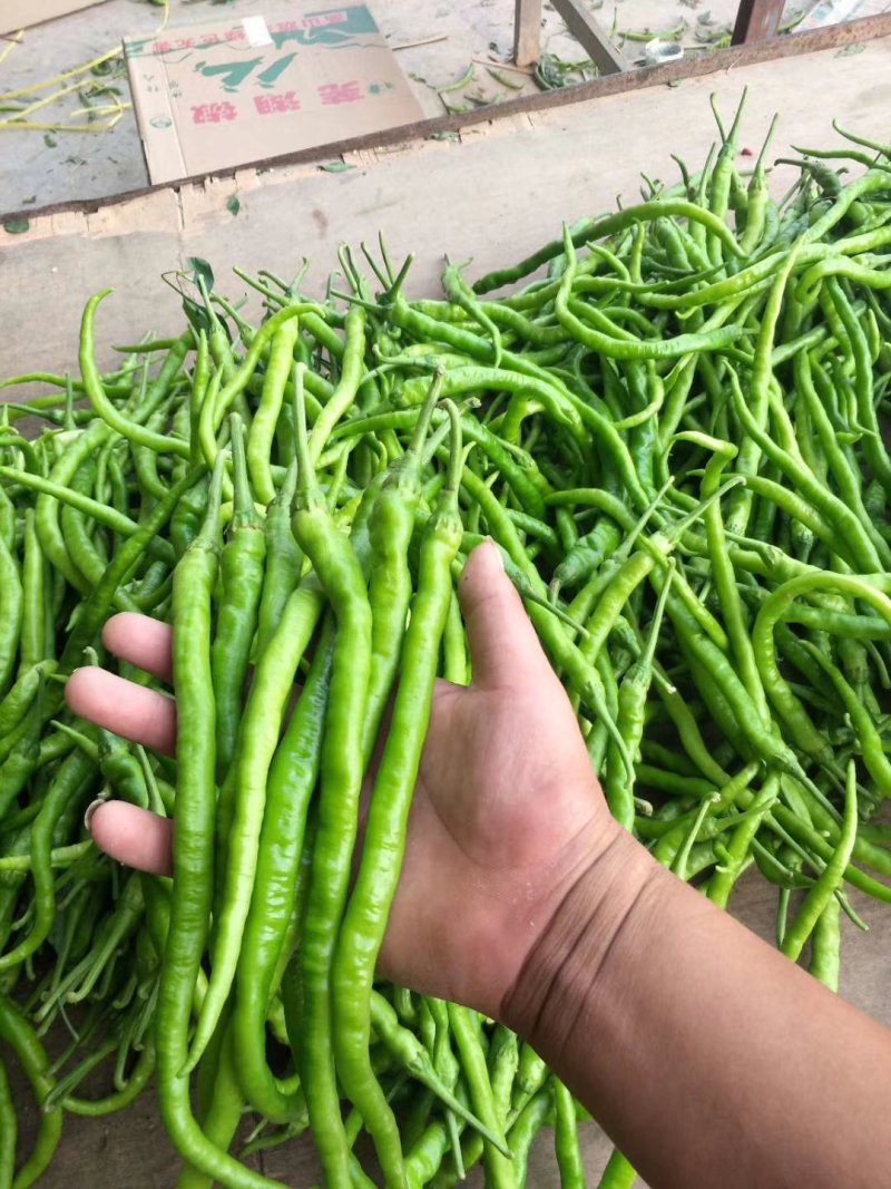 精品线椒大量供货，代发全国，万亩基地，诚信经营。